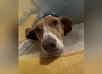 HERA, ein 3-Beinchen, aber eine ganz besondere Hündin
