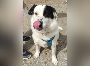 Leider sucht Rocky unverschuldet wieder