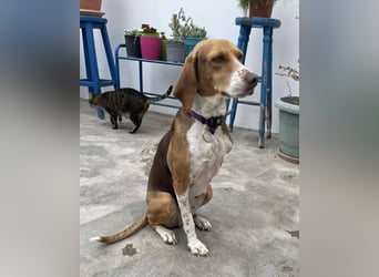 HERA, ein 3-Beinchen, aber eine ganz besondere Hündin