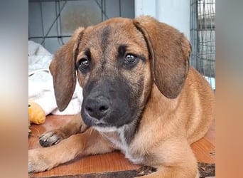 LOLA, eine wunderschöne stattliche Hündin