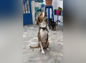 HERA, ein 3-Beinchen, aber eine ganz besondere Hündin
