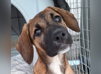LOLA, eine wunderschöne stattliche Hündin