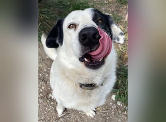 Leider sucht Rocky unverschuldet wieder