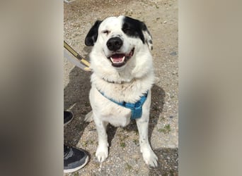 Leider sucht Rocky unverschuldet wieder