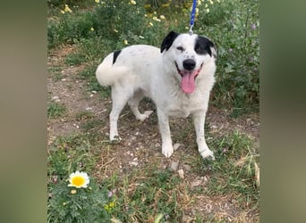 Leider sucht Rocky unverschuldet wieder