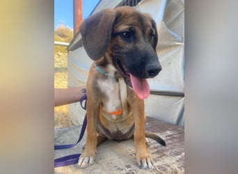 LOLA, eine wunderschöne stattliche Hündin