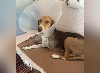 HERA, ein 3-Beinchen, aber eine ganz besondere Hündin