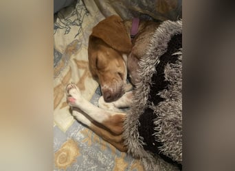 HERA, ein 3-Beinchen, aber eine ganz besondere Hündin