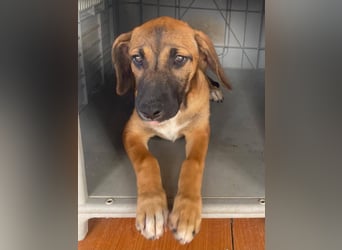 LOLA, eine wunderschöne stattliche Hündin