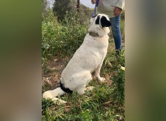 Leider sucht Rocky unverschuldet wieder