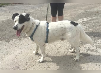 Leider sucht Rocky unverschuldet wieder