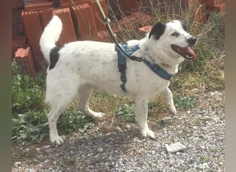 Leider sucht Rocky unverschuldet wieder