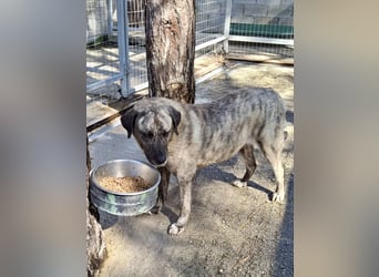 Sanfte große Maus MELINA sucht eine eigene Familie!