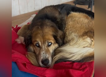 Die wunderhübsche Stella mit den blaunen Augen sucht eine Familie!