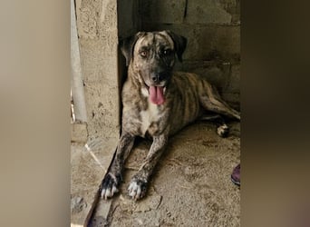 Sanfte große Maus MELINA sucht eine eigene Familie!