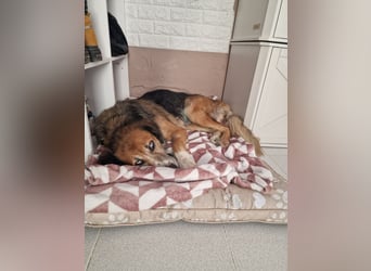 Die wunderhübsche Stella mit den blaunen Augen sucht eine Familie!
