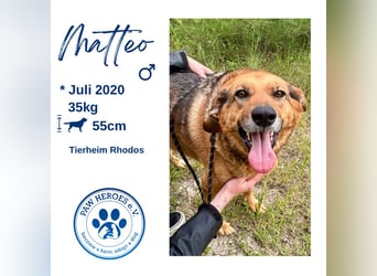 Kuschelbär MATTEO sucht eine Familie!