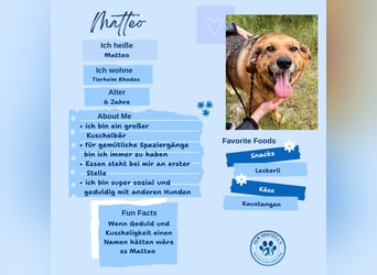 Kuschelbär MATTEO sucht eine Familie!