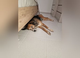 Die wunderhübsche Stella mit den blaunen Augen sucht eine Familie!