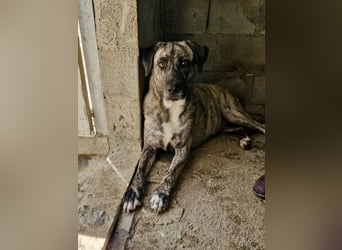 Sanfte große Maus MELINA sucht eine eigene Familie!