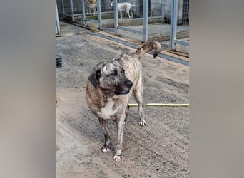 Sanfte große Maus MELINA sucht eine eigene Familie!