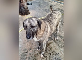 Sanfte große Maus MELINA sucht eine eigene Familie!