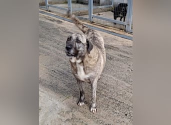 Sanfte große Maus MELINA sucht eine eigene Familie!