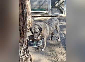 Sanfte große Maus MELINA sucht eine eigene Familie!