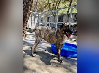 Sanfte große Maus MELINA sucht eine eigene Familie!