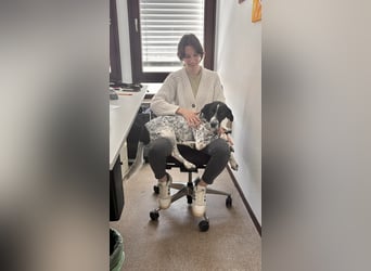 Intelligenter und verschmuster Junghund RAVI (ca. 2,5 Jahre) sucht eine Familie