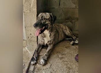 Sanfte große Maus MELINA sucht eine eigene Familie!