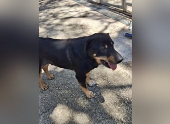 SHARPI sucht endlich eine Familie!