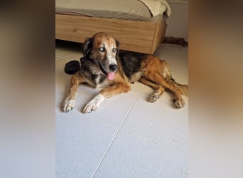 Die wunderhübsche Stella mit den blaunen Augen sucht eine Familie!