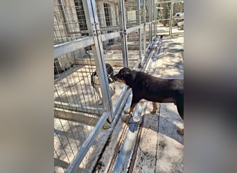 SHARPI sucht endlich eine Familie!