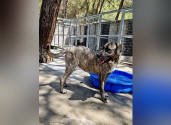 Sanfte große Maus MELINA sucht eine eigene Familie!