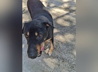 SHARPI sucht endlich eine Familie!