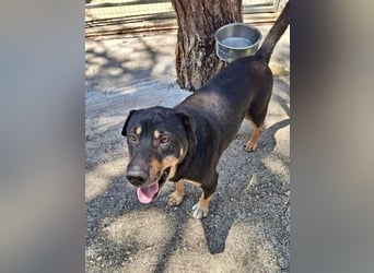 SHARPI sucht endlich eine Familie!