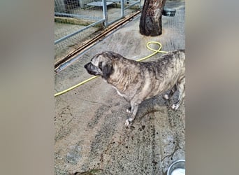 Sanfte große Maus MELINA sucht eine eigene Familie!