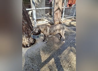 Sanfte große Maus MELINA sucht eine eigene Familie!