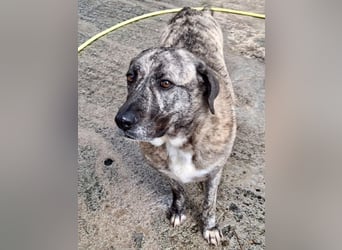 Sanfte große Maus MELINA sucht eine eigene Familie!