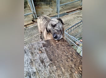 Sanfte große Maus MELINA sucht eine eigene Familie!