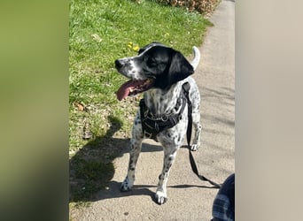 Intelligenter und verschmuster Junghund RAVI (ca. 2,5 Jahre) sucht eine Familie