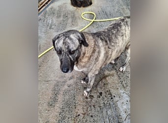 Sanfte große Maus MELINA sucht eine eigene Familie!