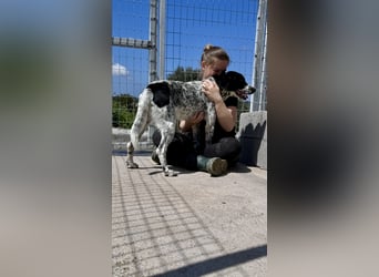 Intelligenter und verschmuster Junghund RAVI (ca. 2,5 Jahre) sucht eine Familie