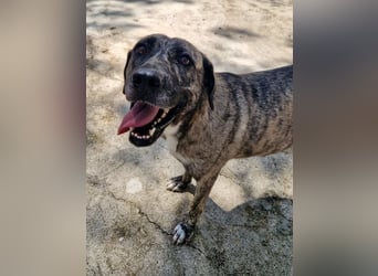 Sanfte große Maus MELINA sucht eine eigene Familie!