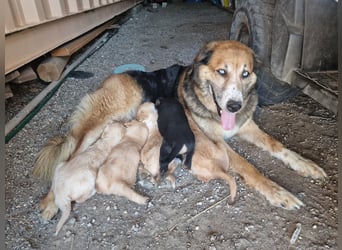 Die wunderhübsche Stella mit den blaunen Augen sucht eine Familie!