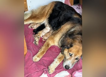 Die wunderhübsche Stella mit den blaunen Augen sucht eine Familie!