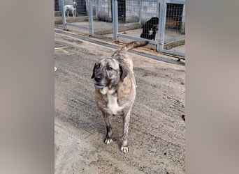 Sanfte große Maus MELINA sucht eine eigene Familie!