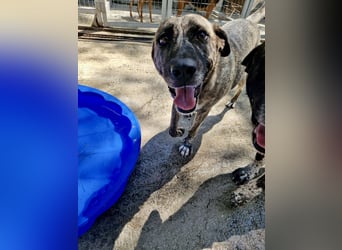 Sanfte große Maus MELINA sucht eine eigene Familie!