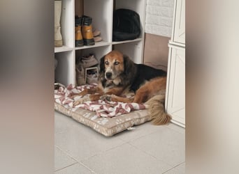 Die wunderhübsche Stella mit den blaunen Augen sucht eine Familie!